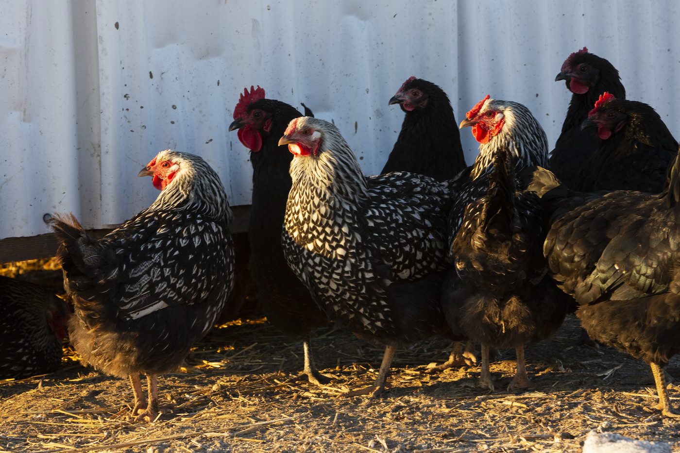 Speckled Sussex chickens in a backyard or pasture setting.